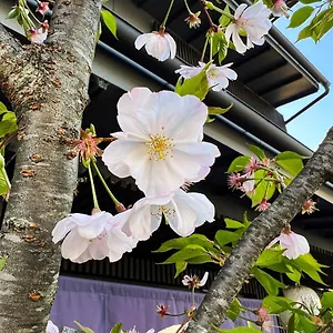 3* Aparthotel Rinn Kamiebisu